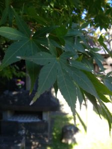 A beautiful, green Japanese maple tree in front of a Buddhist shrine.